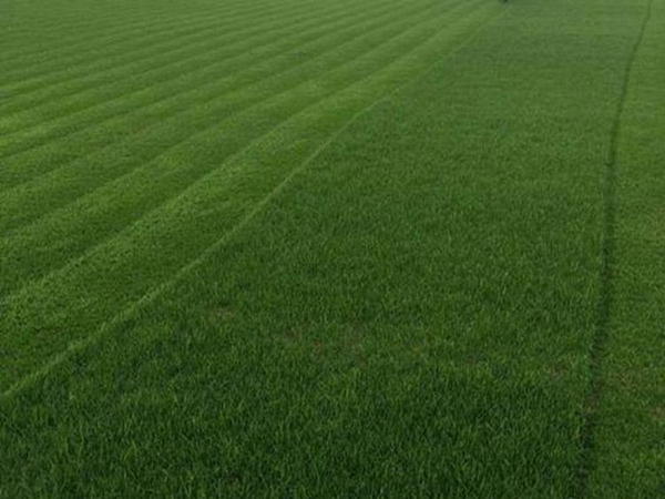 1675258859980202.jpg 早熟禾37_副本.jpg