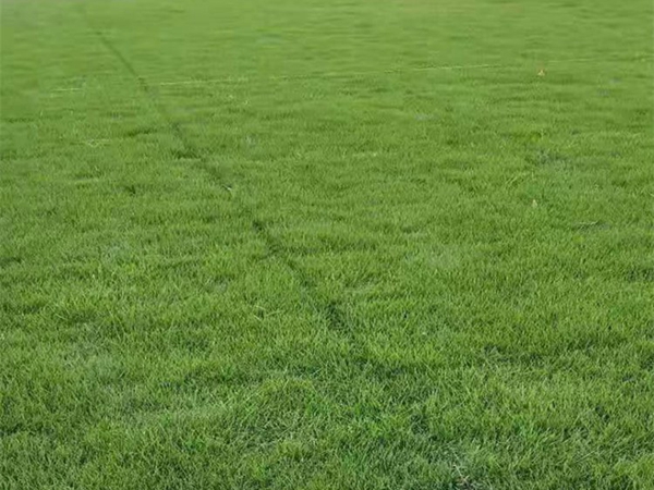 1675319936711192.jpg 馬尼拉草坪5.jpg