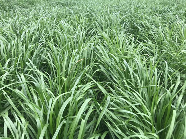 1675320465652894.jpg 多倍體黑麥草種子5.jpg