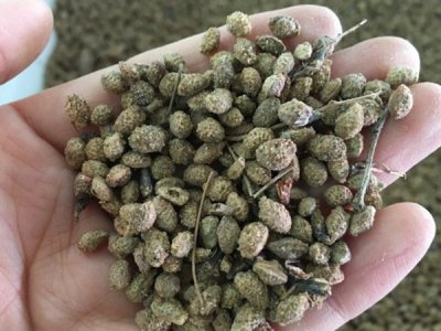 草花種子冬季能凍死