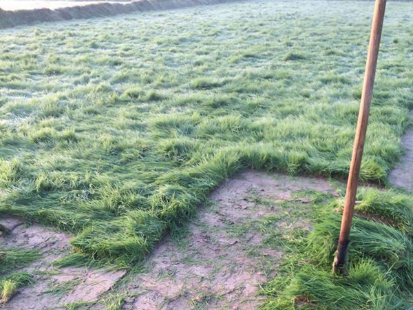 1675865021963348.jpg 草坪1.jpg