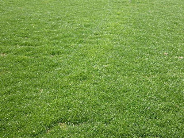 1675945250470720.jpg 狗牙根種子4.jpg