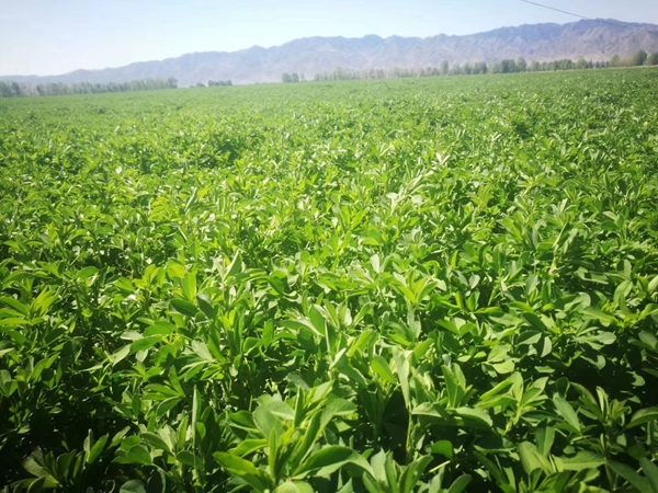 1675946721310632.jpg 紫花苜蓿18.jpg