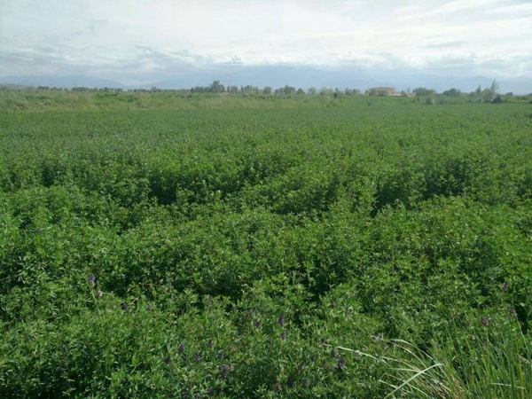 1675946734568868.jpg 紫花苜蓿16.jpg