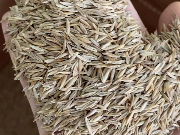 1676004886898330.jpg 草坪022.jpg