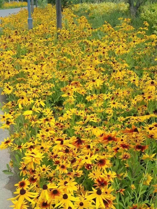 1676030086400985.jpg 62.jpg