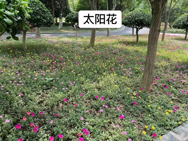 太陽花.jpg