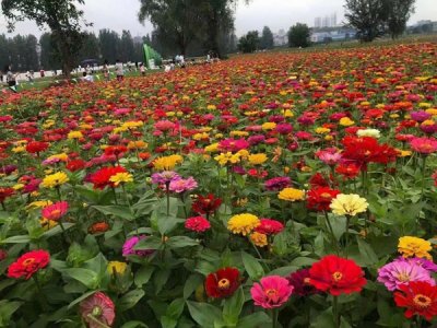 草花種子什么時候發芽