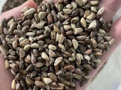 墨西哥玉米牧草種子批發