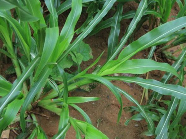 1676092779978146.jpg 墨西哥玉米.jpg