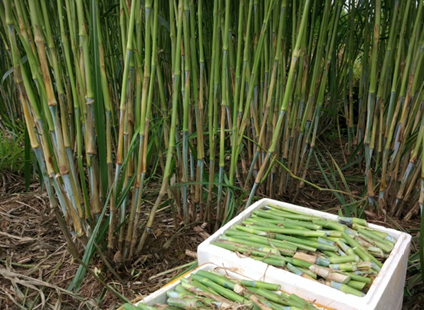 1676120401324042.jpg 皇竹草14.jpg