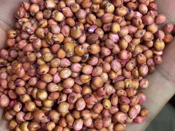 1676121476994058.jpg 33.jpg