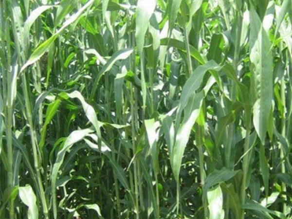 1676122226650841.jpg 3.jpg