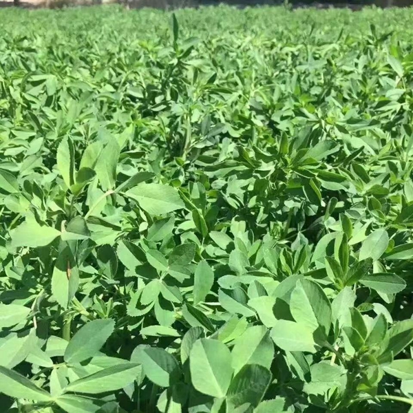 1676122365265396.jpg 紫花苜蓿12.jpg