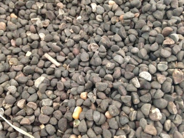 1676209062319128.jpg 野茉莉.jpg