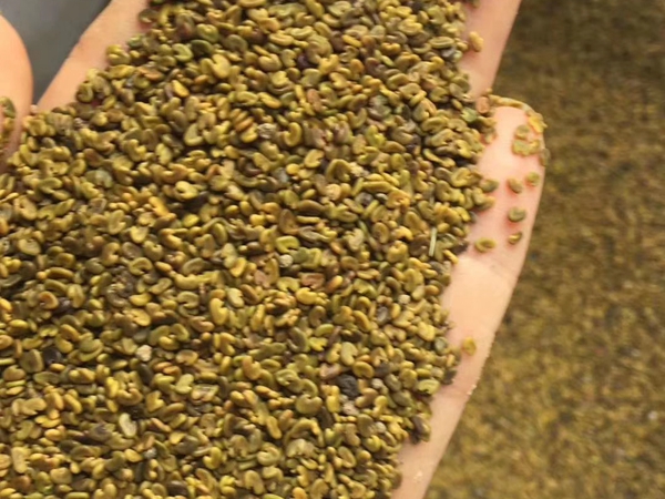 1676290733346708.jpg 草木犀.jpg