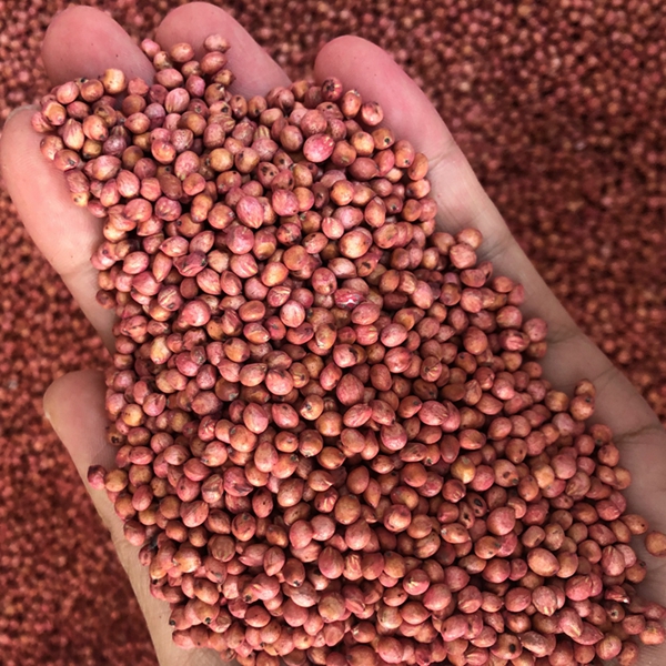 1676293450526557.jpg 高丹草2.jpg