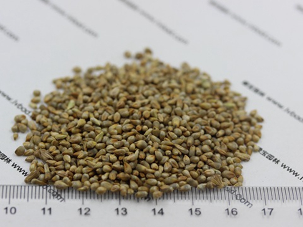 1676293542303013.jpg 狼尾草種子3.jpg