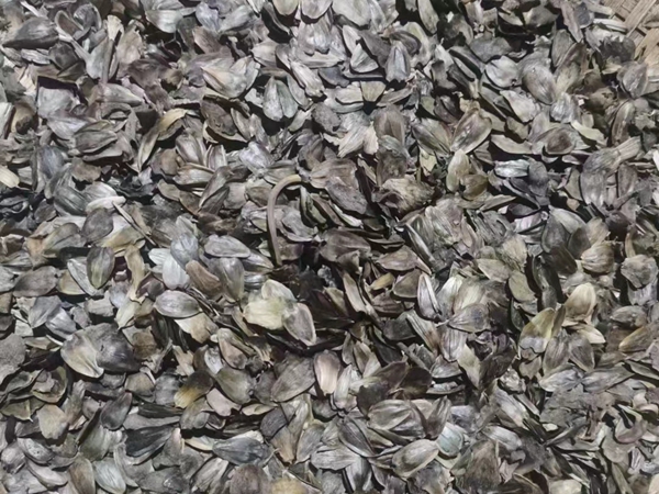 1676364043315142.jpg 松香草9.jpg