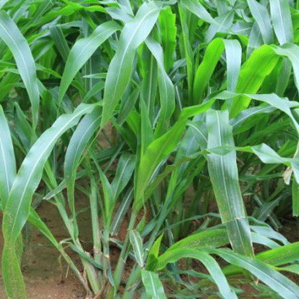 1676364978429910.jpg 墨西哥玉米草14_副本.jpg