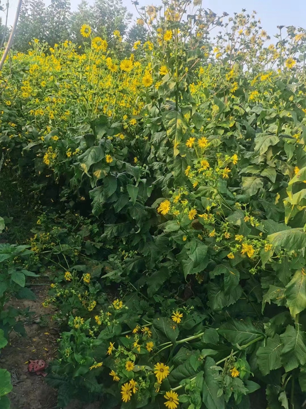 1676365050877473.jpg 松香草7.jpg