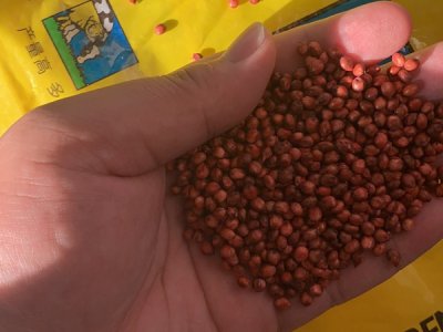 進口大力士甜高粱