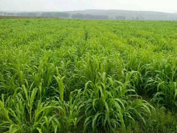 1676531743855166.jpg 5.jpg