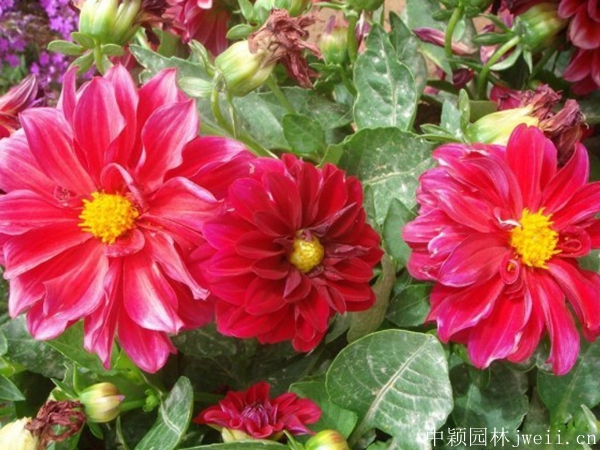 1676719857460861.jpg 小麗花4.jpg