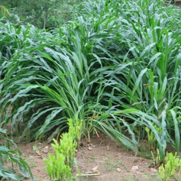 1678338659959154.jpg 墨西哥玉米草12_副本.jpg