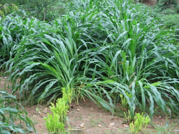 1678340910141725.jpg 墨西哥玉米3.jpg