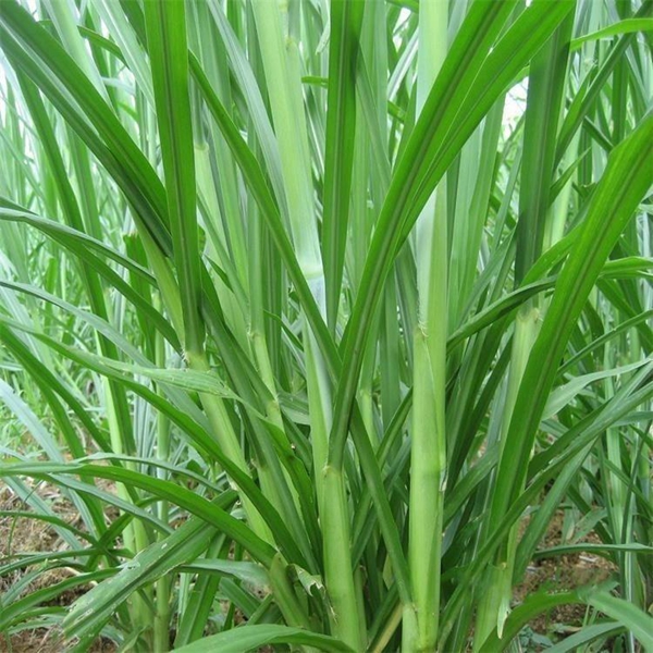 1679460625396020.jpg 甜象草17.jpg