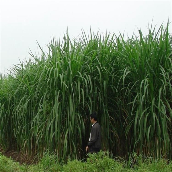 1679460658412792.jpg 甜象草16.jpg