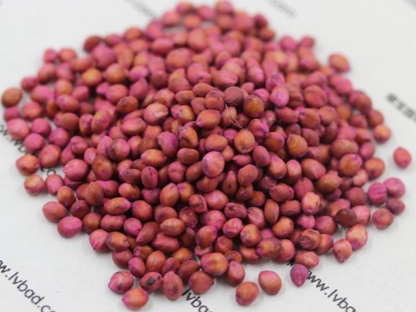 1679465540436881.jpg 高丹草1.jpg