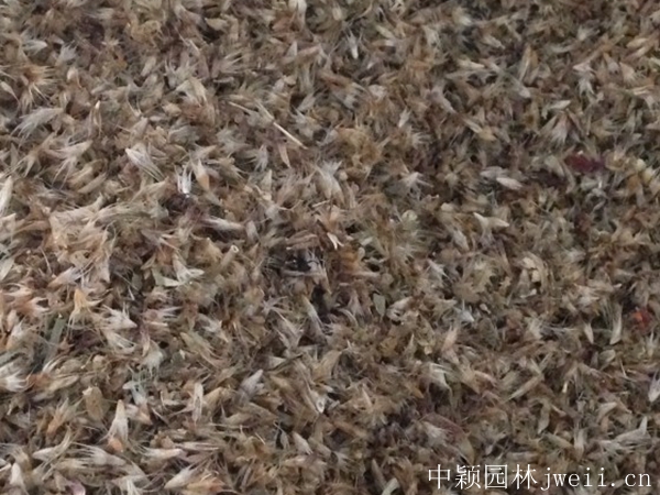 1679651557166549.jpg 天人菊2.jpg