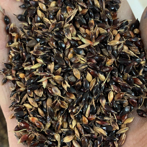 1679651584127046.jpg 蘇丹草2_副本.jpg