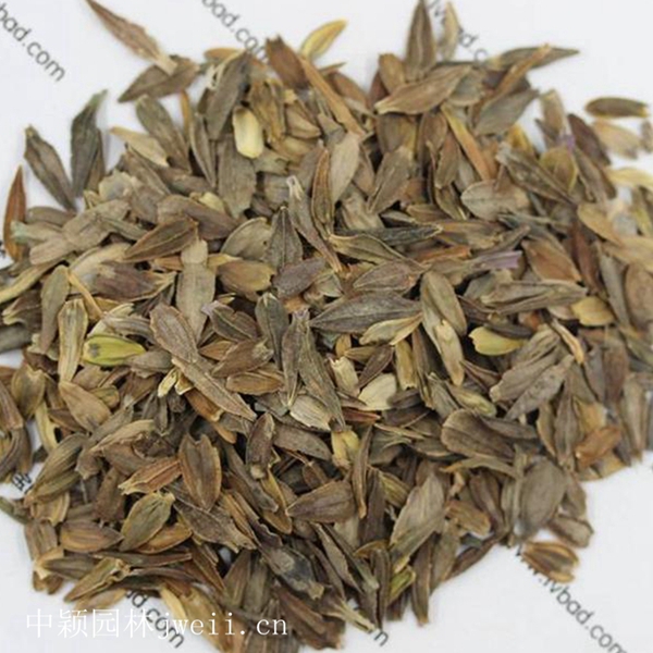 1679651660147698.jpg 百日草種子1.jpg