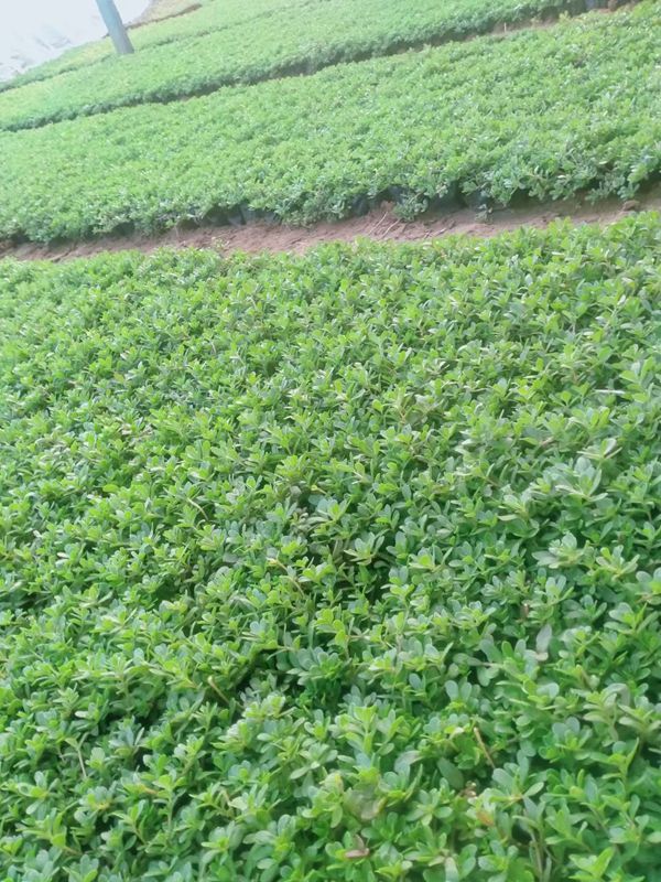 1680062945305011.jpg 馬齒莧6.jpg