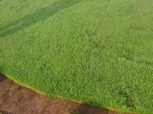 1680087363841282.jpg 草坪15.jpg