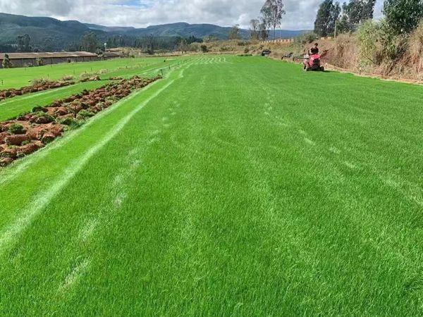 1680087377502034.jpg 草坪17.jpg