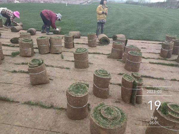 1680087397580448.jpg 草坪19.jpg