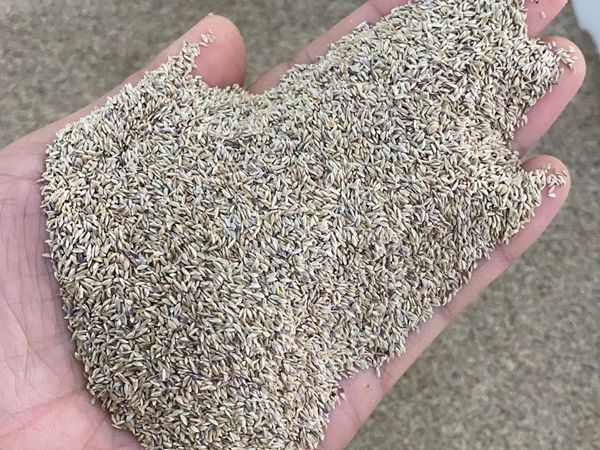 1680087759298323.jpg 早熟禾.jpg