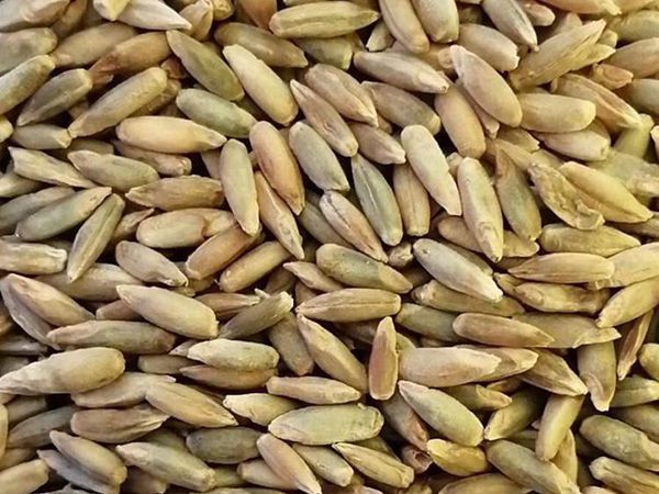 1680091781332067.jpg heimaicao.jpg