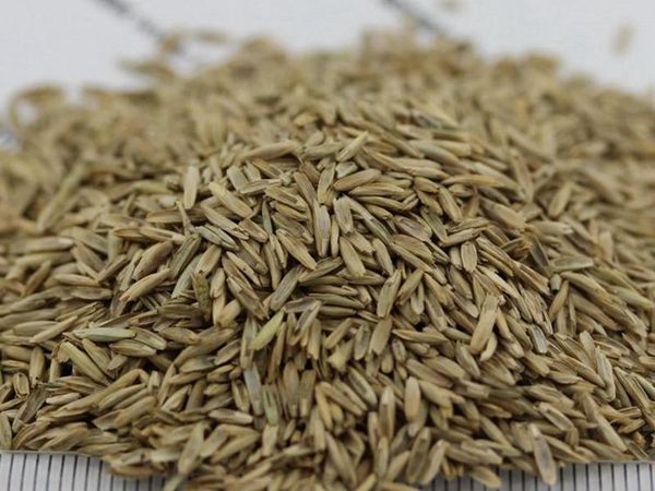 1680162620848201.jpg 草坪黑麥草7.jpg