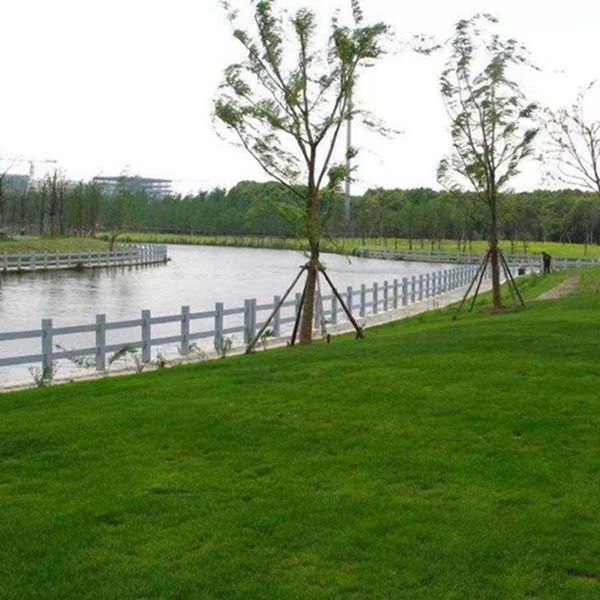 1680162650188212.jpg 高羊茅12_副本_副本.jpg