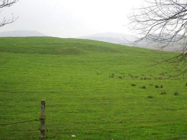 1680162681555983.jpg 草坪黑麥草3.jpg