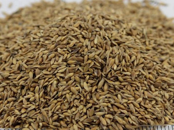 1680163116877698.jpg 結縷草1_副本.jpg