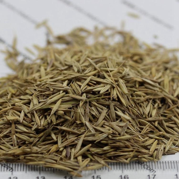 1680163158565098.jpg 披堿草.jpg