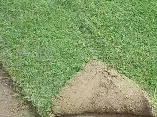 1680165873569886.jpg 草坪34_副本.jpg