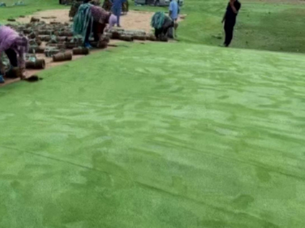 1680167184171011.jpg 草坪37_副本.jpg