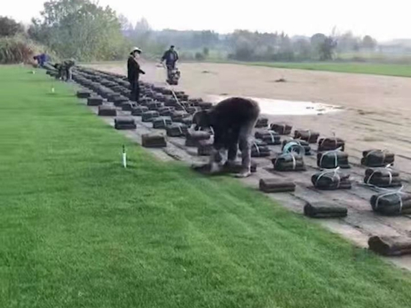 1680167192447887.jpg 草坪27_副本.jpg